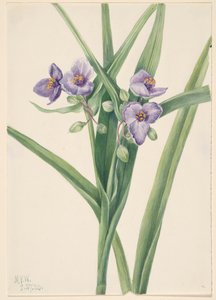 Tradescantia virginiana, 1920 da Mary Vaux Walcott