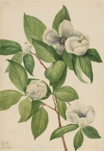 Stewartia della Virginia (Stewartia malachodendron) da Mary Vaux Walcott