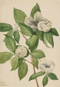 Virginia Stewartia Stewartia malachodendron da Mary Vaux Walcott