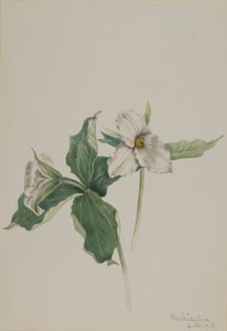 Pettirosso delle veglie (Trillium grandiflorum)