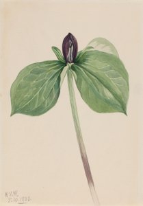 Pettirosso sveglio (Trillium sessile)