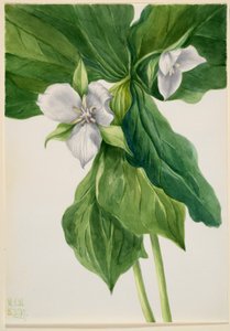 Pettirosso sveglio (simil-Trillium) da Mary Vaux Walcott