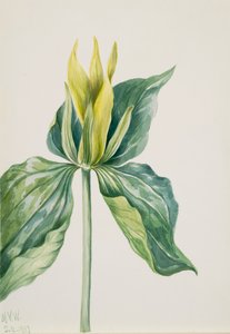Trillium underwoodii da Mary Vaux Walcott