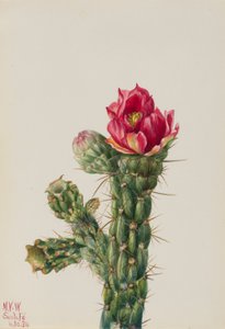 Walkingstick Cholla (Opuntia imbricata) da Mary Vaux Walcott
