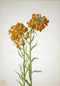 Violaciocca Erysimum wheeleri, 1937 da Mary Vaux Walcott