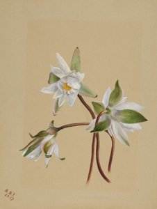 Ninfee (Castalia odorata) da Mary Vaux Walcott