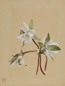 Ninfee Castalia odorata, 1879 da Mary Vaux Walcott