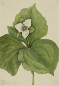 Trillium ceroso, 1921