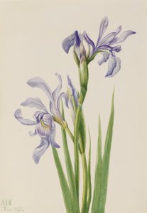 Bandiera blu occidentale Iris missouriensis, 1933 da Mary Vaux Walcott