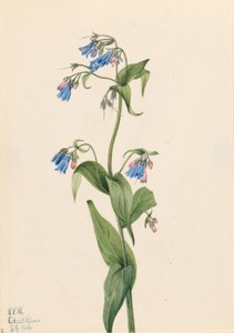 Campanule occidentali (Mertensia paniculata)