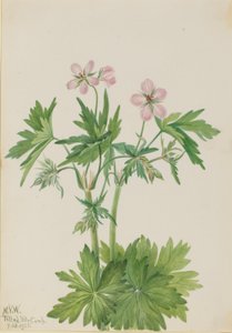 Geranio occidentale (Geranium viscosissimum) da Mary Vaux Walcott