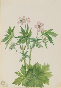 Geranio viscoso occidentale, 1925