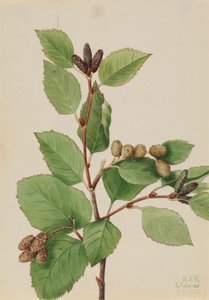 Ontano verde occidentale Alnus sinuata da Mary Vaux Walcott