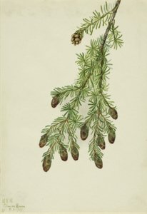 Cicuta occidentale (Tsuga heterophylla) da Mary Vaux Walcott