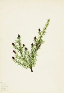 Cicuta occidentale (Tsuga heterophylla)