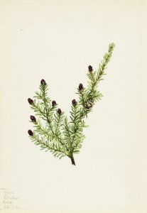 Tsuga occidentale Tsuga heterophylla, 1924