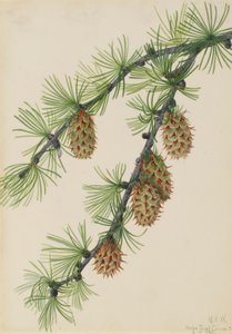 Western Larch (Larix occidentalis) da Mary Vaux Walcott