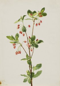 Western Menziesia (Menziesia glabella)