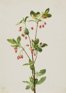 Menziesia occidentale Menziesia glabella, 1924