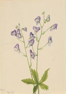 Monachella occidentale (Aconitum columbianum) da Mary Vaux Walcott