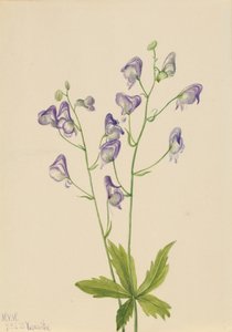 Aconito occidentale Aconitum columbianum da Mary Vaux Walcott