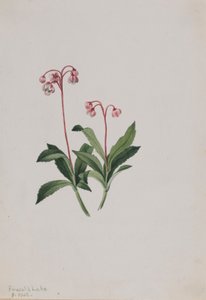 Pipsissewa occidentale (Chimaphila umbellata) da Mary Vaux Walcott