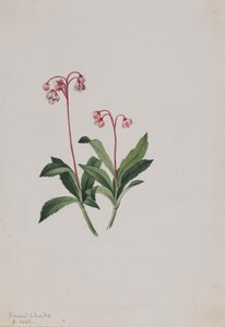 Pipsissewa occidentale Chimaphila umbellata, 1902 da Mary Vaux Walcott