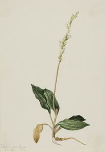 Western Rattlesnake Plantain Peranium decipiens da Mary Vaux Walcott