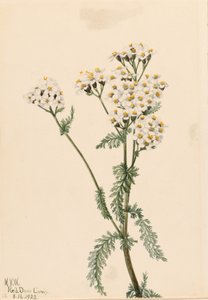 Achillea occidentale (Achillea lanulosa) da Mary Vaux Walcott