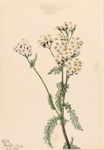 Achillea lanulosa occidentale, 1922 da Mary Vaux Walcott