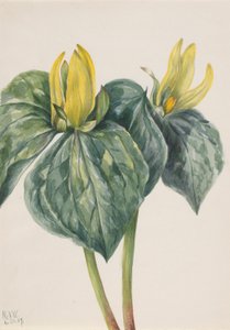 Fiore di Whippoorwill (Trillium hugeri) da Mary Vaux Walcott