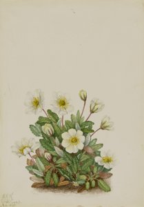 Driade bianca (Dryas octopetala)
