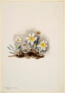 Driade bianca (Dryas octopetala) da Mary Vaux Walcott