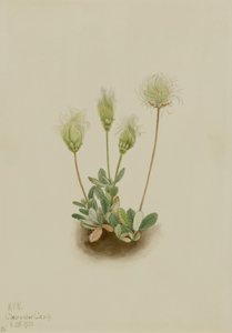 Driade bianca (Dryas octopetala) da Mary Vaux Walcott
