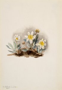 Dryade bianca Dryas octopetala da Mary Vaux Walcott