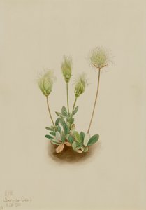 Dryade bianca Dryas octopetala, 1920 da Mary Vaux Walcott