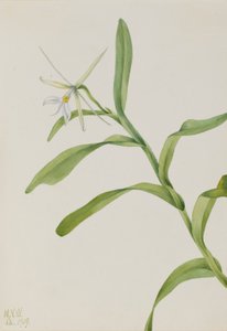 Epidendro bianco (Epidendrum nocturnum) da Mary Vaux Walcott