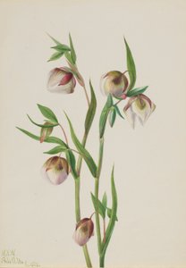 Lanterna delle fate bianca (Calochortus albus) da Mary Vaux Walcott