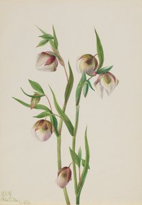 Lanterna fatata bianca Calochortus albus, 1933 da Mary Vaux Walcott