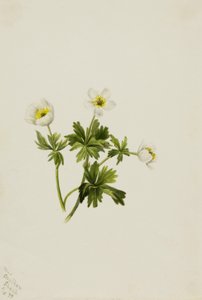 Globofiore bianco (Trollius albiflorus) da Mary Vaux Walcott