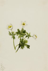 Globeflower Bianco Trollius albiflorus, 1899 da Mary Vaux Walcott