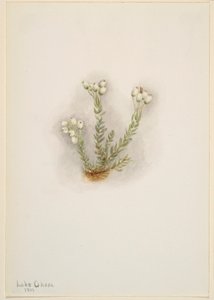 Erica bianca (Phyllodoce grandiflora) da Mary Vaux Walcott
