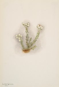 Erica bianca Phyllodoce grandiflora da Mary Vaux Walcott