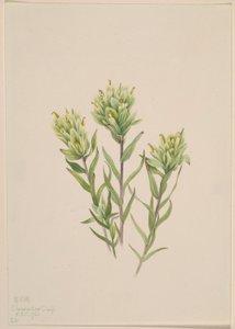 Pennello indiano bianco (Castilleja occidentalis) da Mary Vaux Walcott