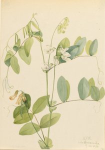 Pisello bianco (Lathyrus ochroleucus) da Mary Vaux Walcott
