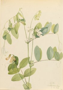 Pisello bianco Lathyrus ochroleucus da Mary Vaux Walcott