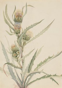 Cardo bianco Cirsium hookeranum, n.d.