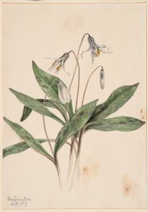 Trota bianca (Erythronium albidum) da Mary Vaux Walcott