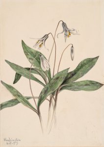 Troutlily bianco Erythronium albidum (1919) da Mary Vaux Walcott