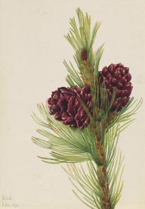 Pino bianco Pinus albicaulis da Mary Vaux Walcott